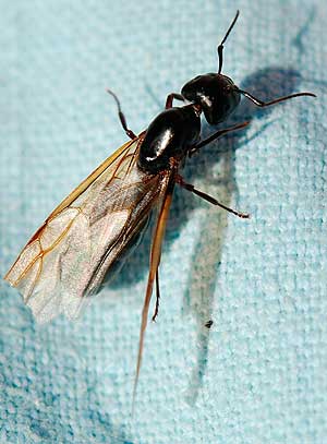 Con ustedes, Su Majestad Hormiga, reina.